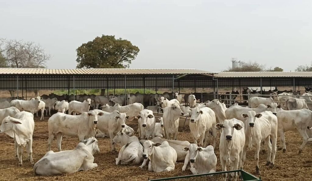 Loumbila : 710 vaches gestantes du Brésil réceptionnées à la station d&rsquo;élevage