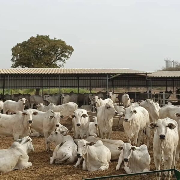 Loumbila : 710 vaches gestantes du Brésil réceptionnées à la station d&rsquo;élevage